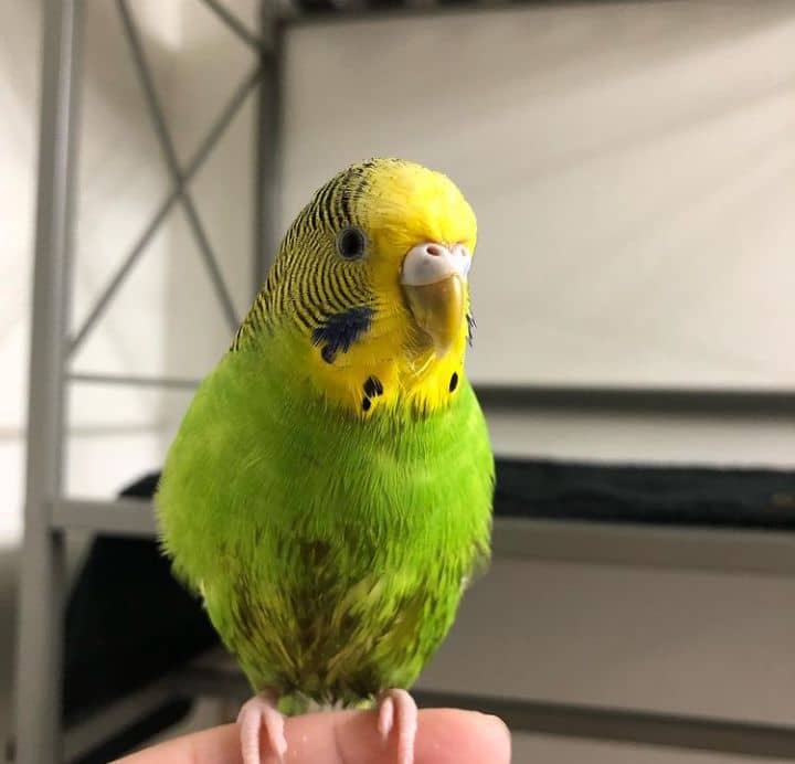 Green Parakeets for Sale Online