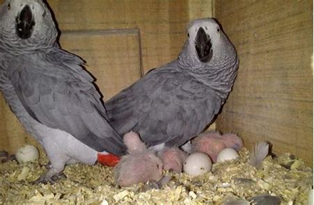 African Grey Parrot Eggs