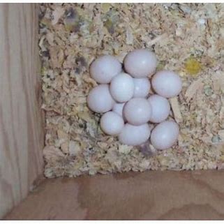 Fertile Parrot Eggs Eclectus