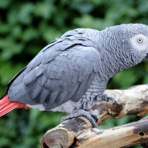 AFRICAN GREY PARROT
