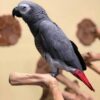 African Grey Parrot Shipping