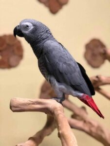 African Grey Parrot Shipping