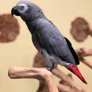 African Grey Parrot Shipping