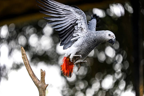 african grey parrot