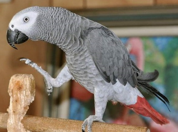 Congo African Grey Parrot for Sale