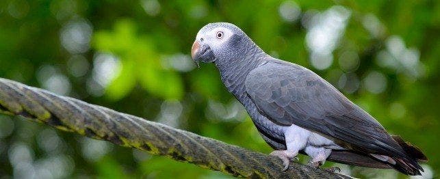 Timneh African Grey Parrot for Sale