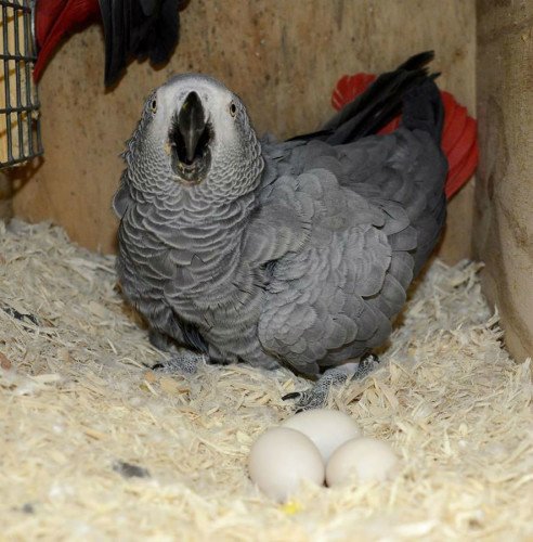 african grey parrot egg
