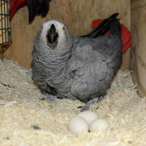 BUY AFRICAN GREY PARROT EGGS AVAILABLE ONLINE FOR SALE