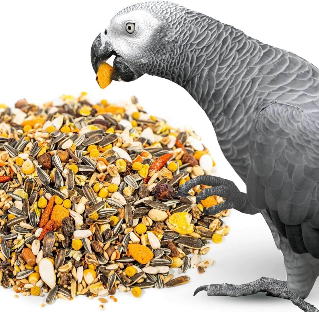 healthy African Grey parrot