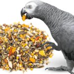 healthy African Grey parrot