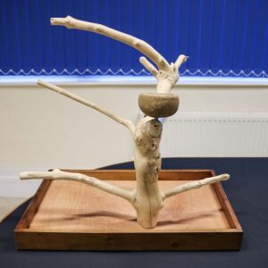 ***Clearance***Java Tabletop Tree – Medium – Natural Hardwood