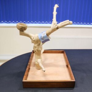 ***Clearance***Java Tabletop Tree – Medium – Natural Hardwood