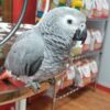 Timneh African Grey Parrot
