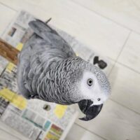Buy Congo African grey parrot Online