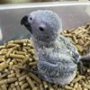 Rosie female African Grey For Sale