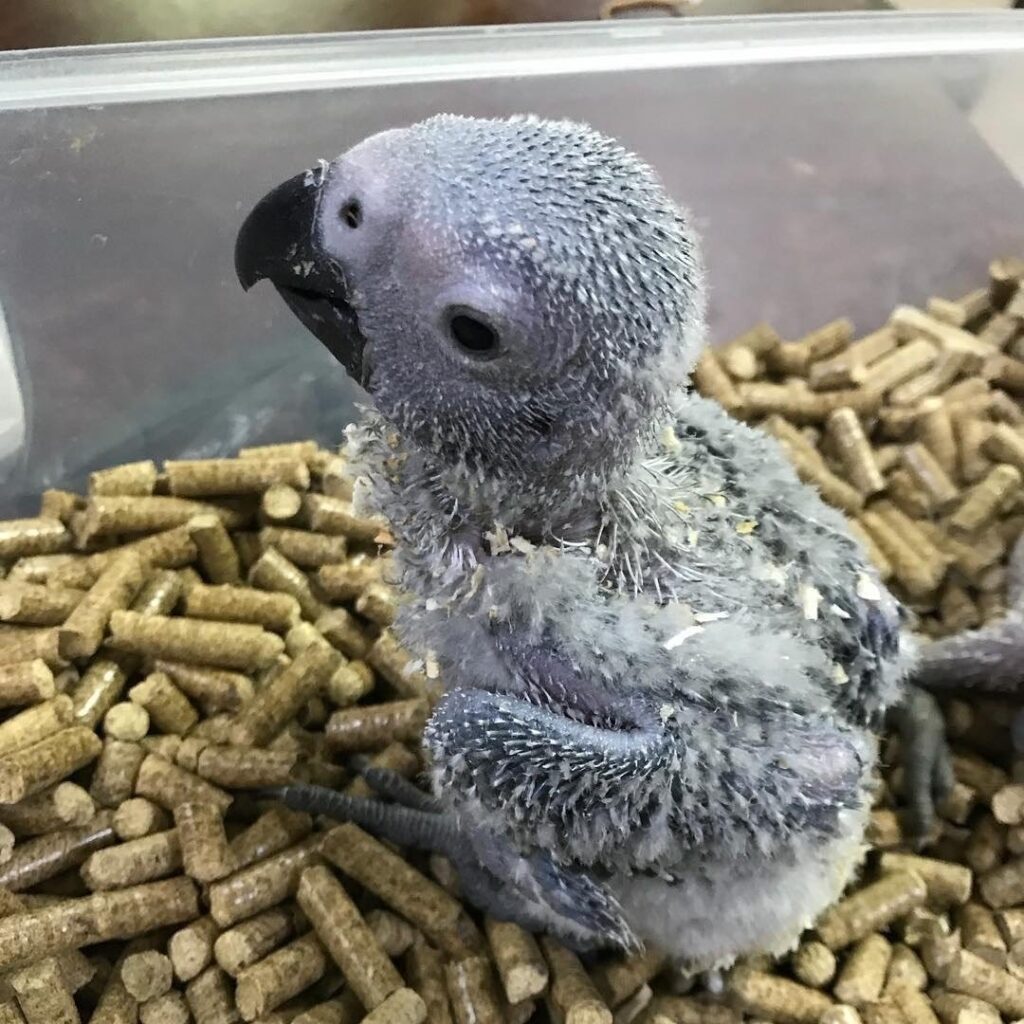 Rosie female African Grey