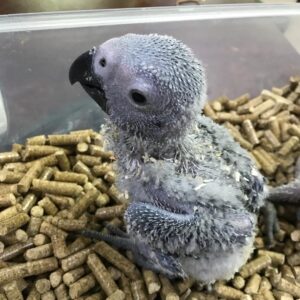 Rosie female African Grey For Sale