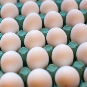 AFRICAN GREY PARROT EGG