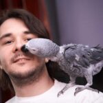 African Grey parrot reviews