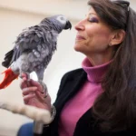 African Grey parrot reviews