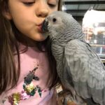 African Grey parrot reviews