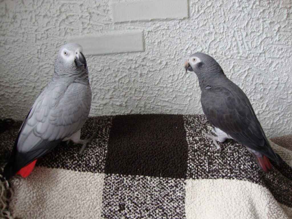 Congo vs Timneh African Grey