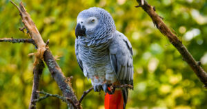 shipping a parrot safely