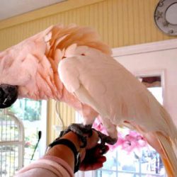 BECKY type..MOLUCCAN COCKATOO 1699USD